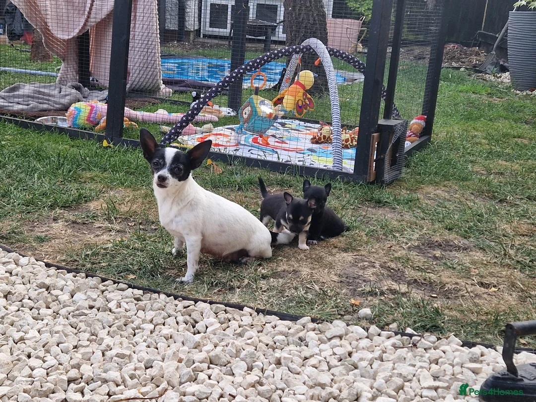 Chihuahua dogs for sale: Black and tan Chihuahua girl puppy - Advert 12