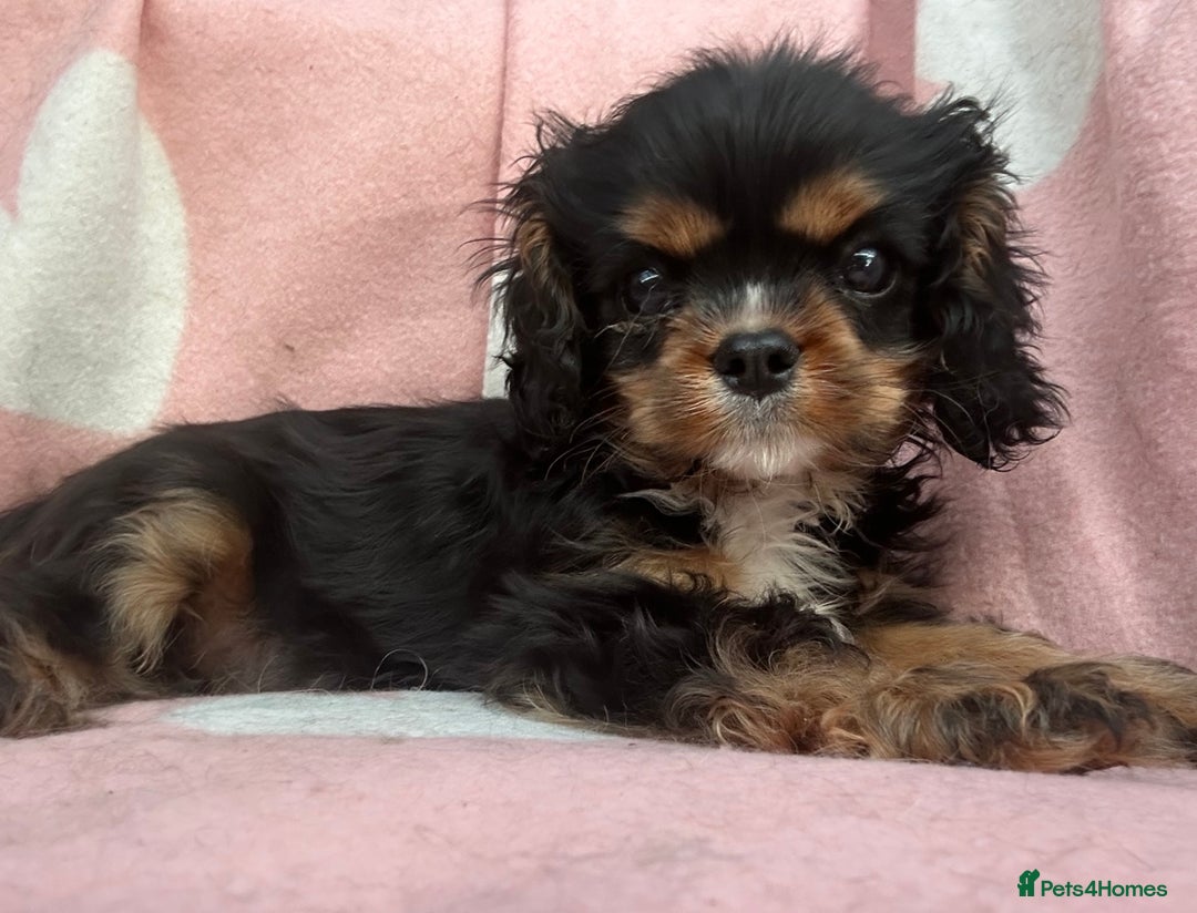 Cavalier King Charles Spaniel dogs for sale: KC Cavalier King Charles puppy - Image 2