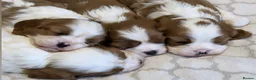 Cavalier King Charles Spaniel dogs for sale: DNA HEALTH TESTED CAVALIER KING CHARLES  - Advert 6