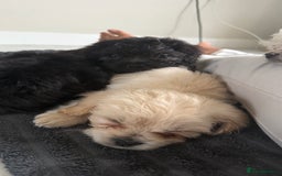 Mixed Breed dogs for sale: 6 fluffy frenchie cross puppies - Image 23