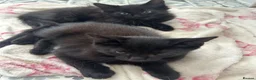 Mixed Breed cats for sale: Black half Ragdoll kittens for sale - Advert 13