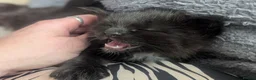 Ragcoon cats for sale: Ragdoll x maine coon kittens -bl&w boy & grey girl - Advert 6