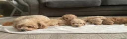 Maltipoo dogs for sale: ✨ 1 MALE LEFT Tiny Asian F1B Maltipoo Puppies ✨ - Advert 31