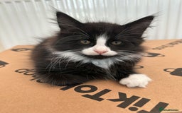 Maine Coon cats for sale: Gorgeous little boy urgent sell moving house  - Image 1