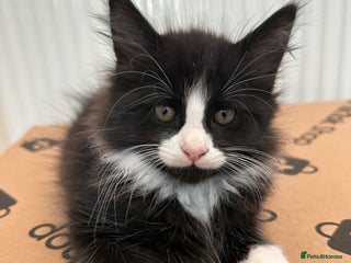 Maine Coon cats - Advert 18