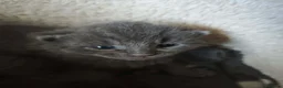 British Shorthair cats for sale: Fluffy kittens looking for loving homes!  - Advert 2