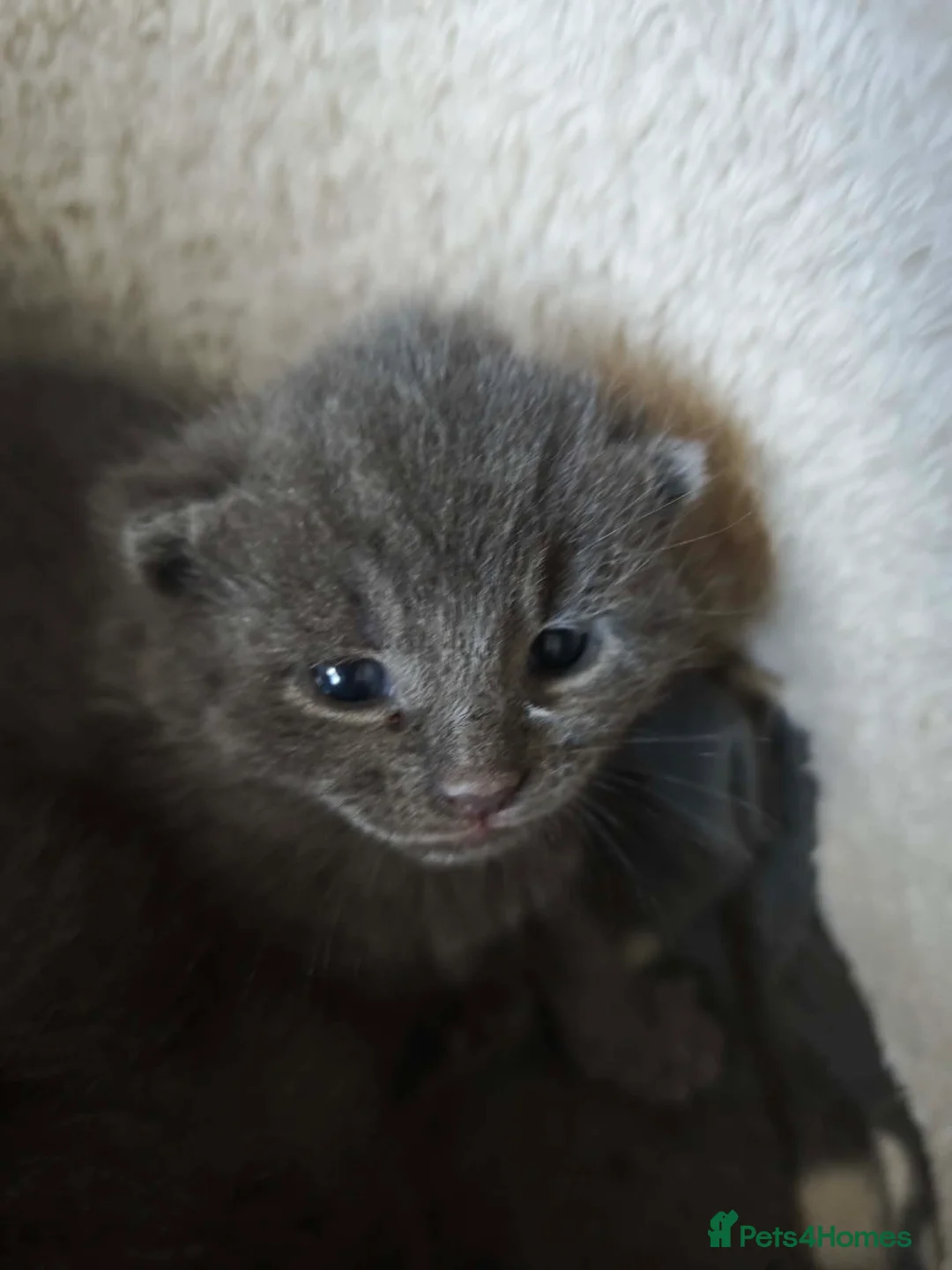 British Shorthair cats for sale: Fluffy kittens looking for loving homes!  - Advert 2