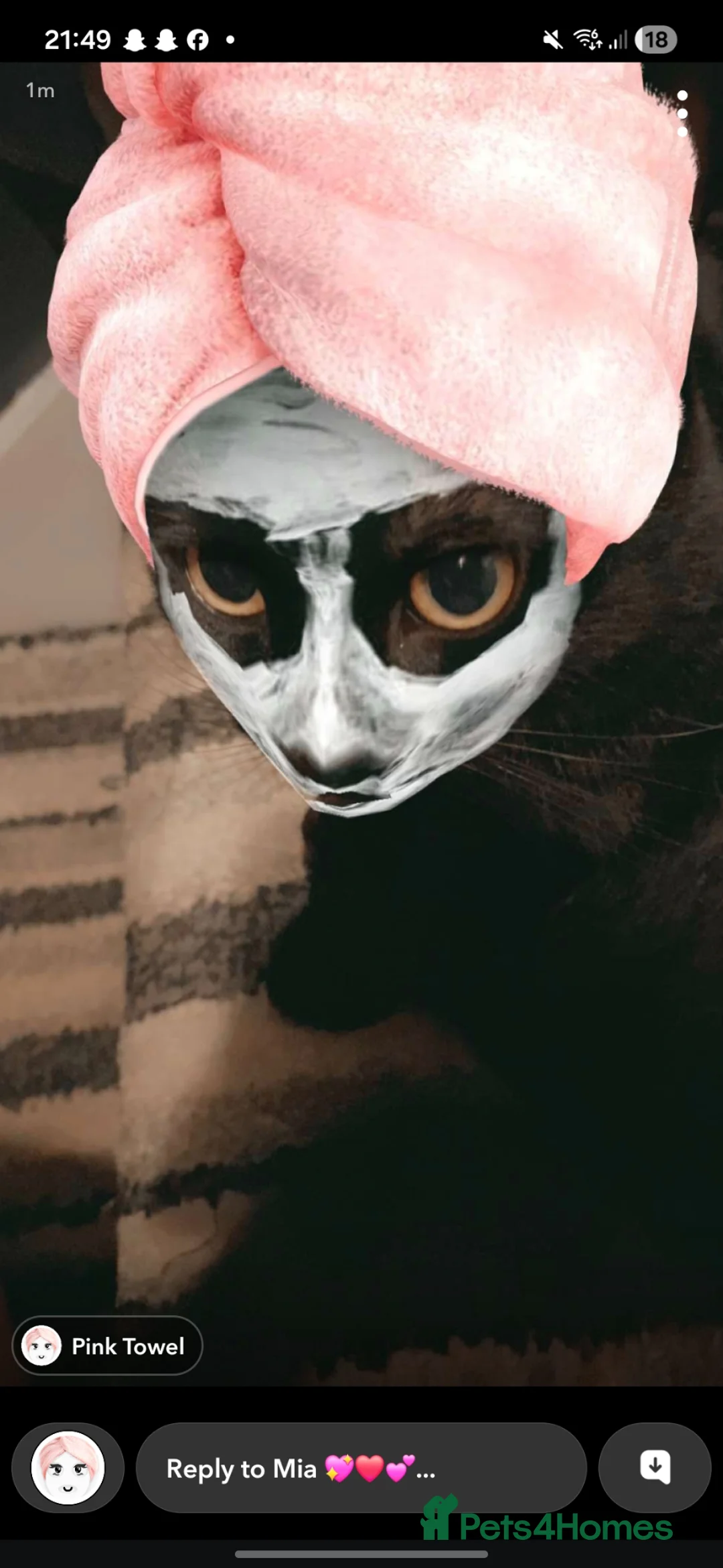 Mixed Breed cats for sale: Beautiful black female cat - Advert 7