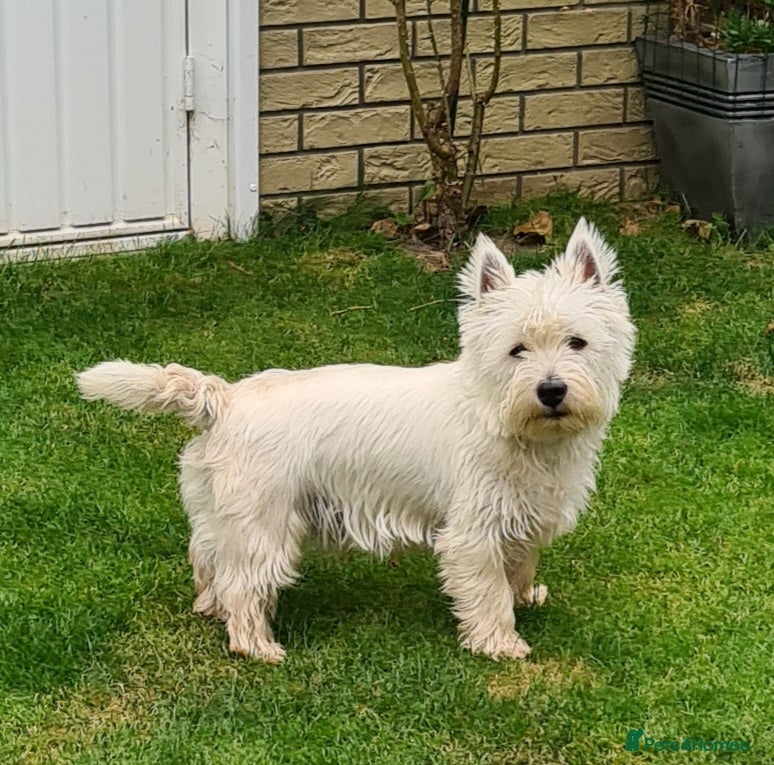 West Highland Terrier dogs KC Westhighland Terriers for STUD ONLY in Preston - Advert 2