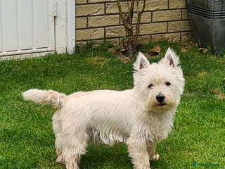 West Highland Terrier dogs in Preston - Advert 1