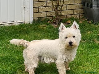West Highland Terrier dogs KC Westhighland Terriers for STUD ONLY in Preston - Advert 2