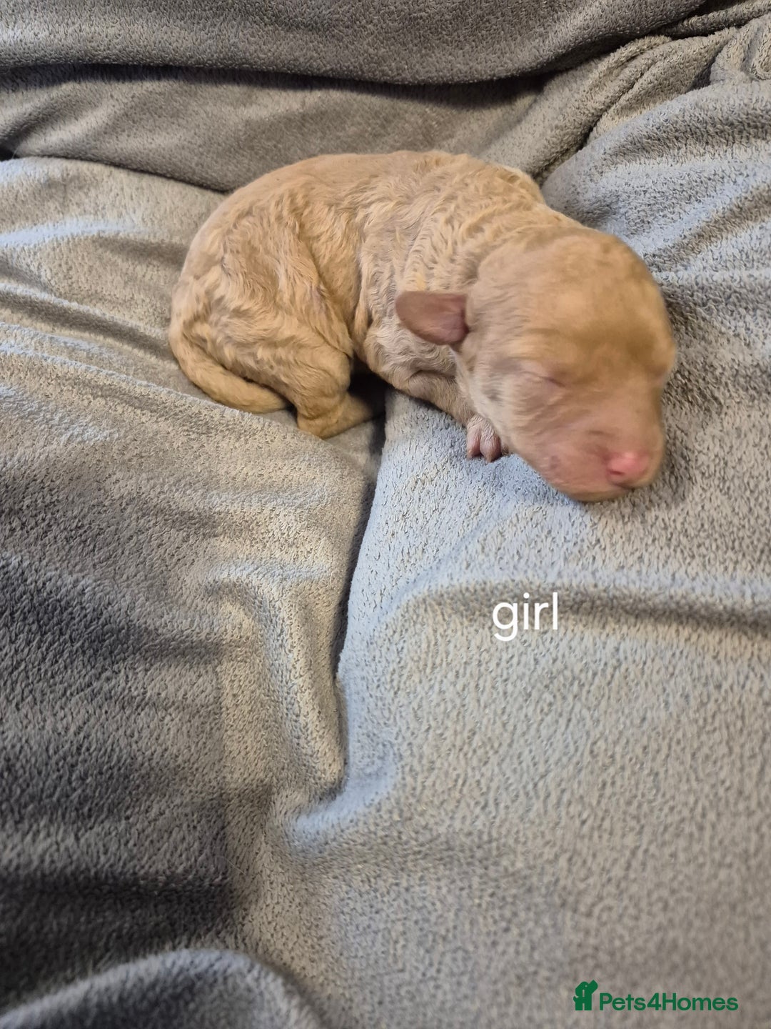 Labradoodle dogs for sale: F1b labradoodle puppies - Image 4