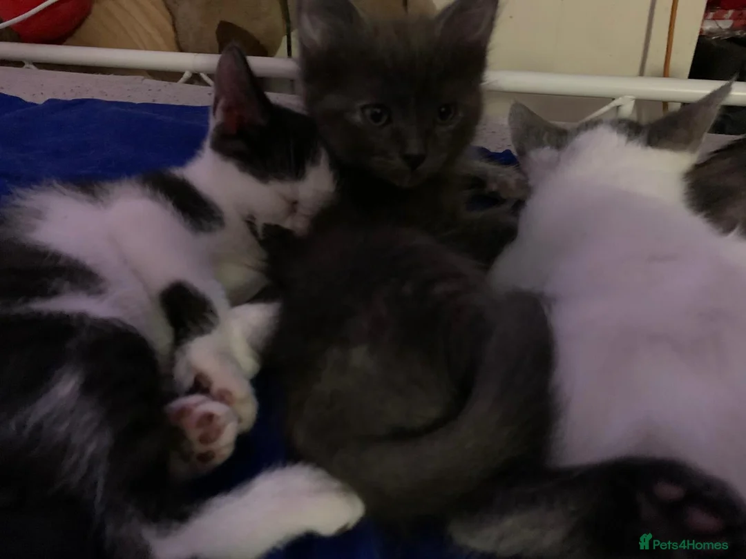 Mixed Breed cats for sale: 3 females kittens ragdoll/Shpynx cross kittens  - Advert 10