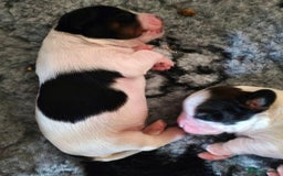 Mixed Breed dogs for sale: Gorgeous pups 🤩 ( cocker Bassett x Shichon ) - Image 7