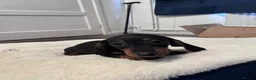 Miniature Dachshund dogs for sale: REDUCED AND READY for their new homes! KC PUPPIES! - Advert 32