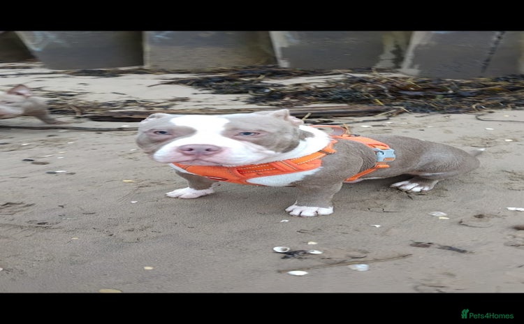 American Bully dogs - Advert 1