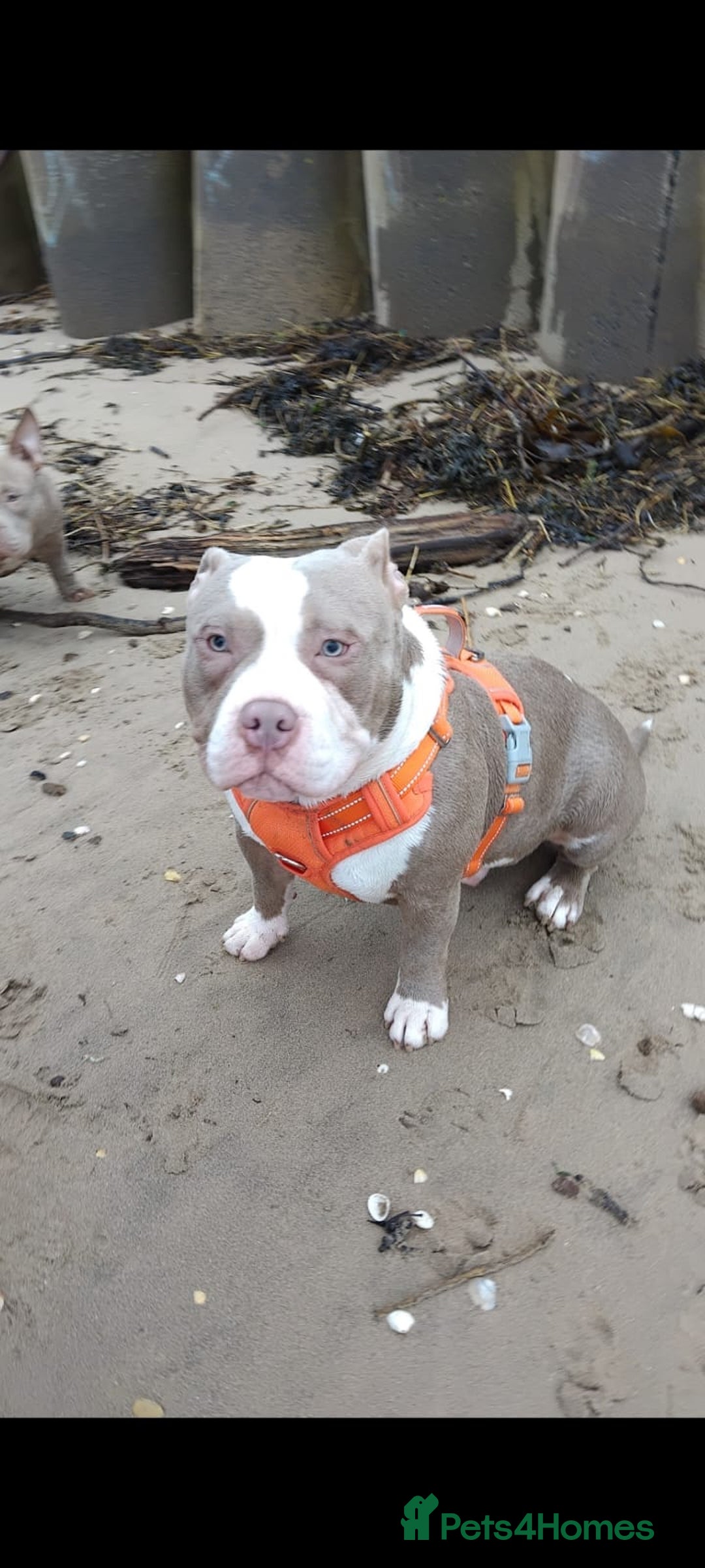 American Bully dogs for sale: Pocket bully - Image 1