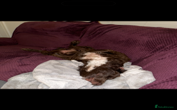 German Shepherd dogs for sale: URGENT home needed for my dogs - Image 15
