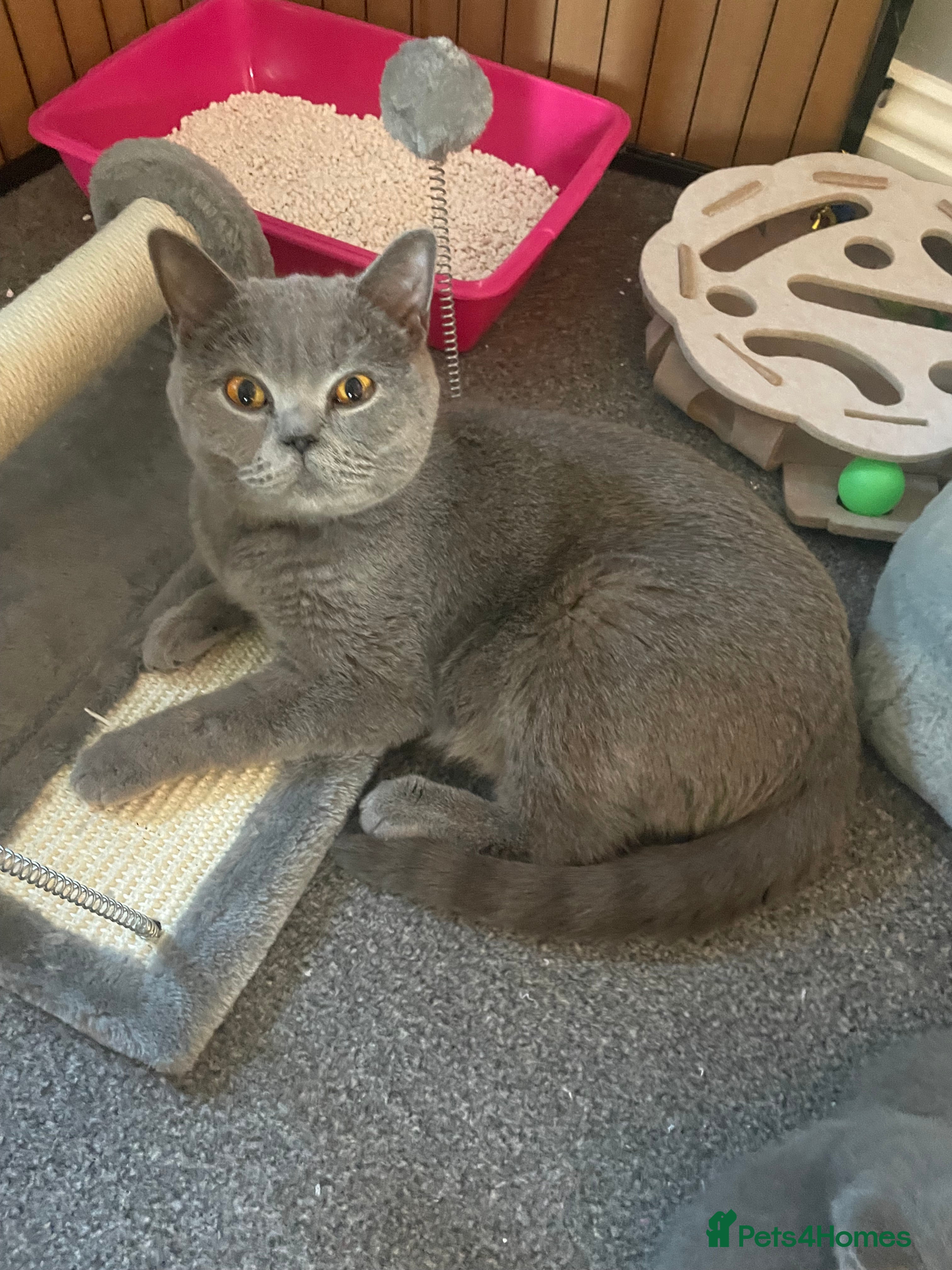 British Shorthair cats GCCF British shorthairs - Advert 4