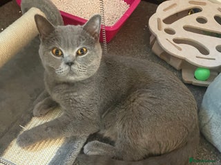 British Shorthair cats GCCF British shorthairs - Advert 4