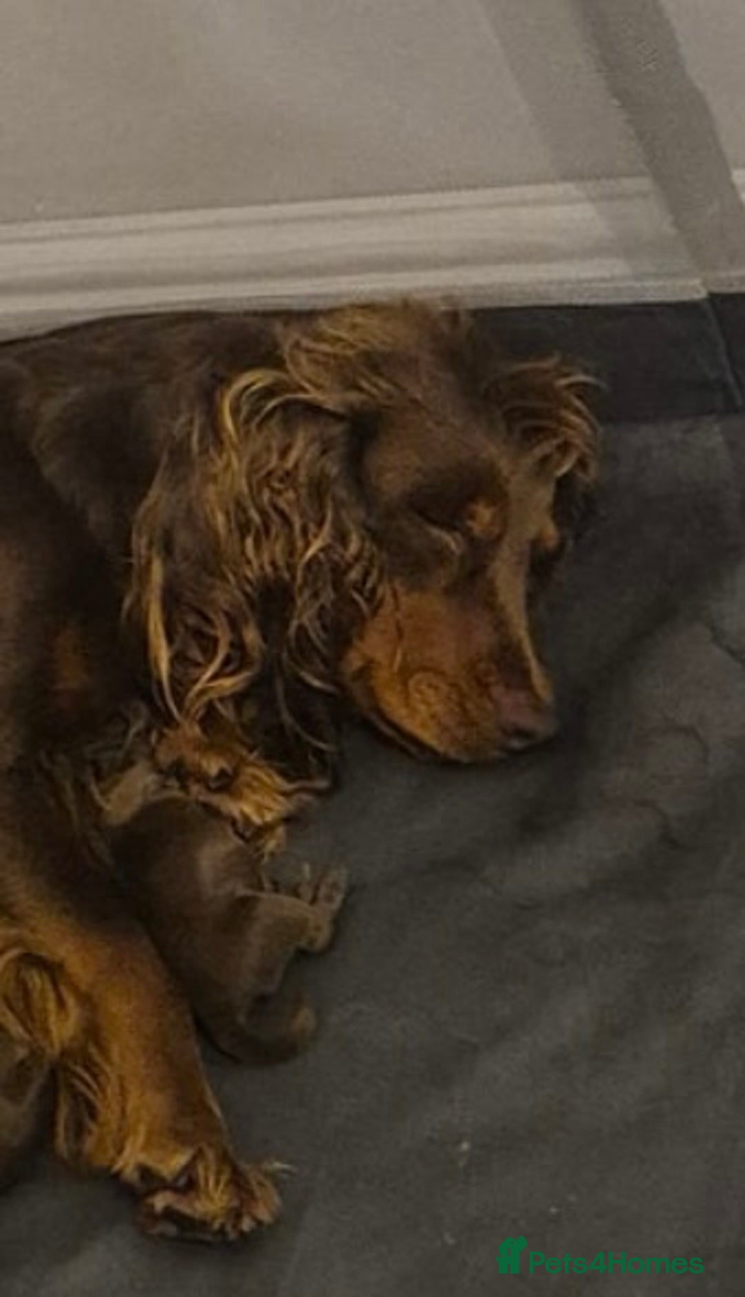 Cocker Spaniel dogs for sale: Cocker spaniel one  girl available  - Advert 7