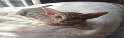 Oriental cats for sale: Tabby oriental  - Advert 3