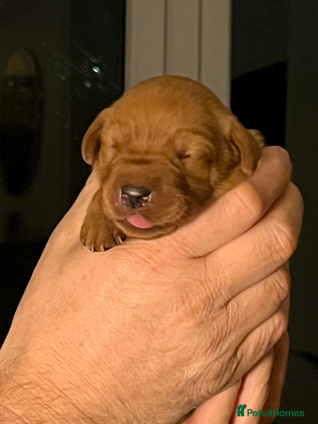 Labrador Retriever dogs for sale: Fox Red Labrador pups for sale - Image 7