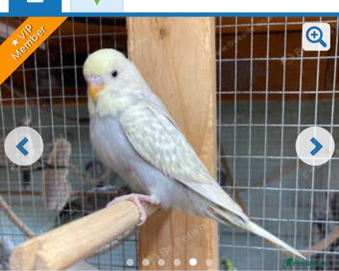 Budgerigars birds for sale: Baby budgies 8 weeks  - Image 13
