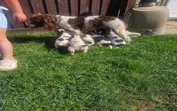 Cocker Spaniel dogs for sale: Cocker pups  - Image 12