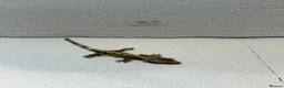Gecko reptiles for sale: Baby crested geckos  - Advert 13