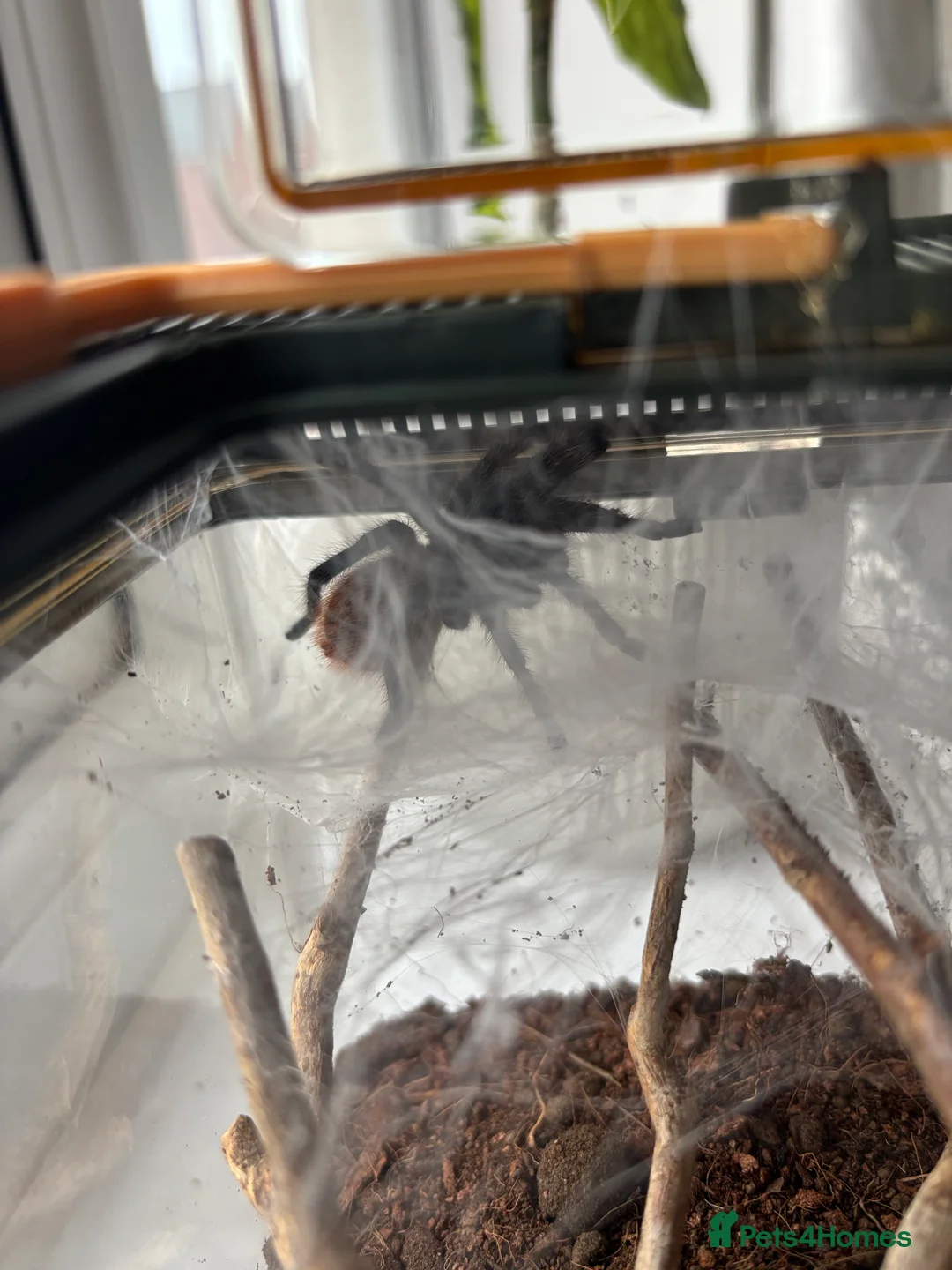 Tarantulas invertebrates for sale: Unsexed GBB Juvenile Tarantula  - Advert 3