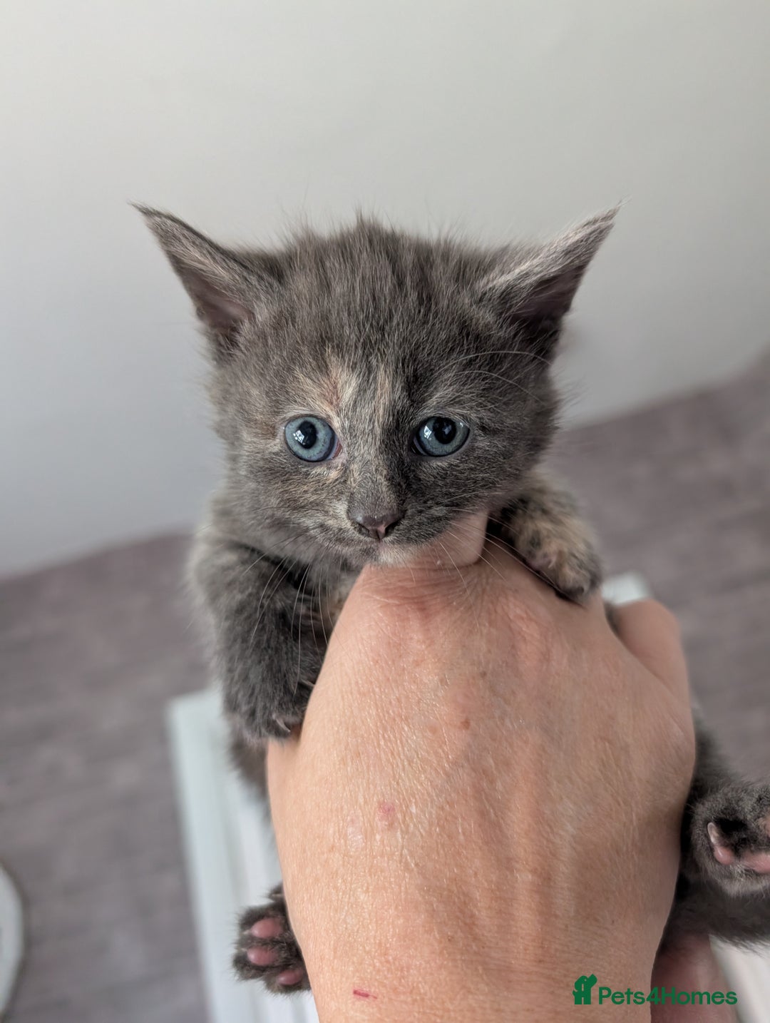 British Longhair cats for sale: 2 boys 1 ginger, 1 black,1 girl grey 🩶 - Image 4