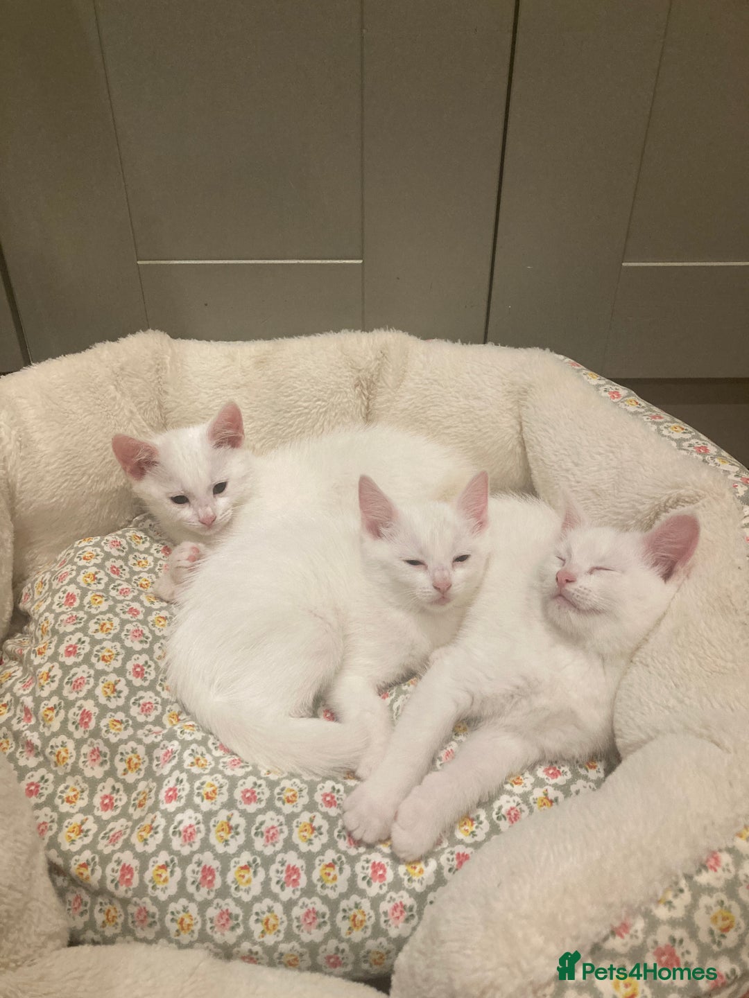 Turkish Van cats for sale: Gorgeous Turkish Van kitten - Advert 33