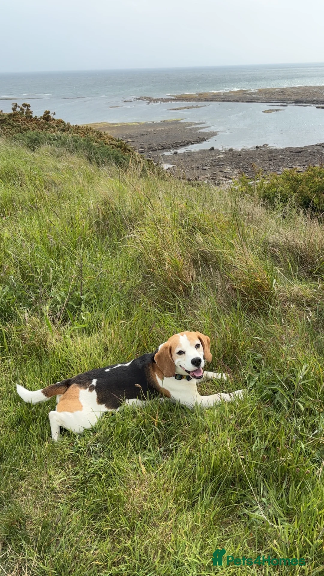 Beagle dogs for stud: Beagle for stud proven in Bathgate - Advert 7