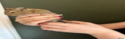 Degus rodents for sale: Two girl degues  - Advert 2
