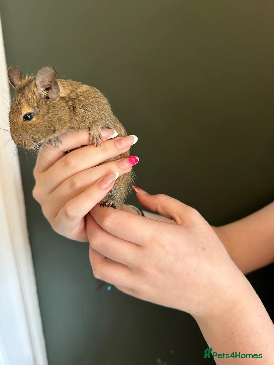 Degus rodents for sale: Two girl degues  - Advert 2