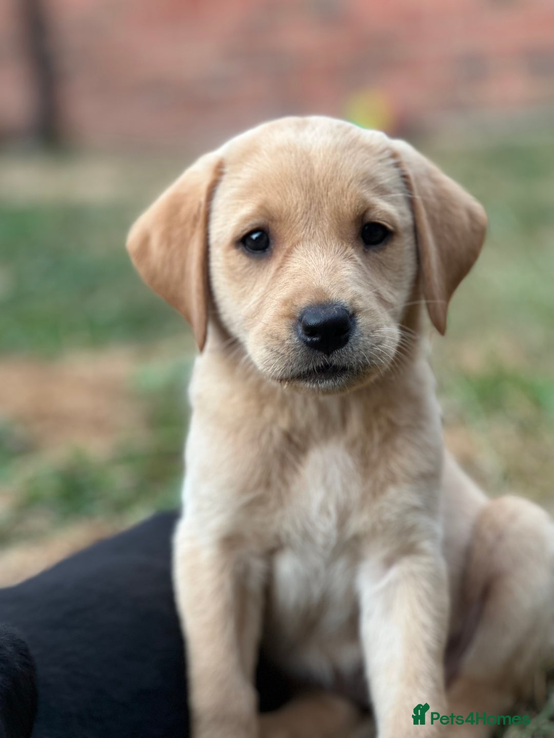 Labrador Retriever dogs for sale: 2 Beautiful female black lab READY TO LEAVE NOW!  in Tidworth - Image 5