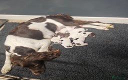English Springer Spaniel dogs for sale: Springer spaniel pups  - Image 10