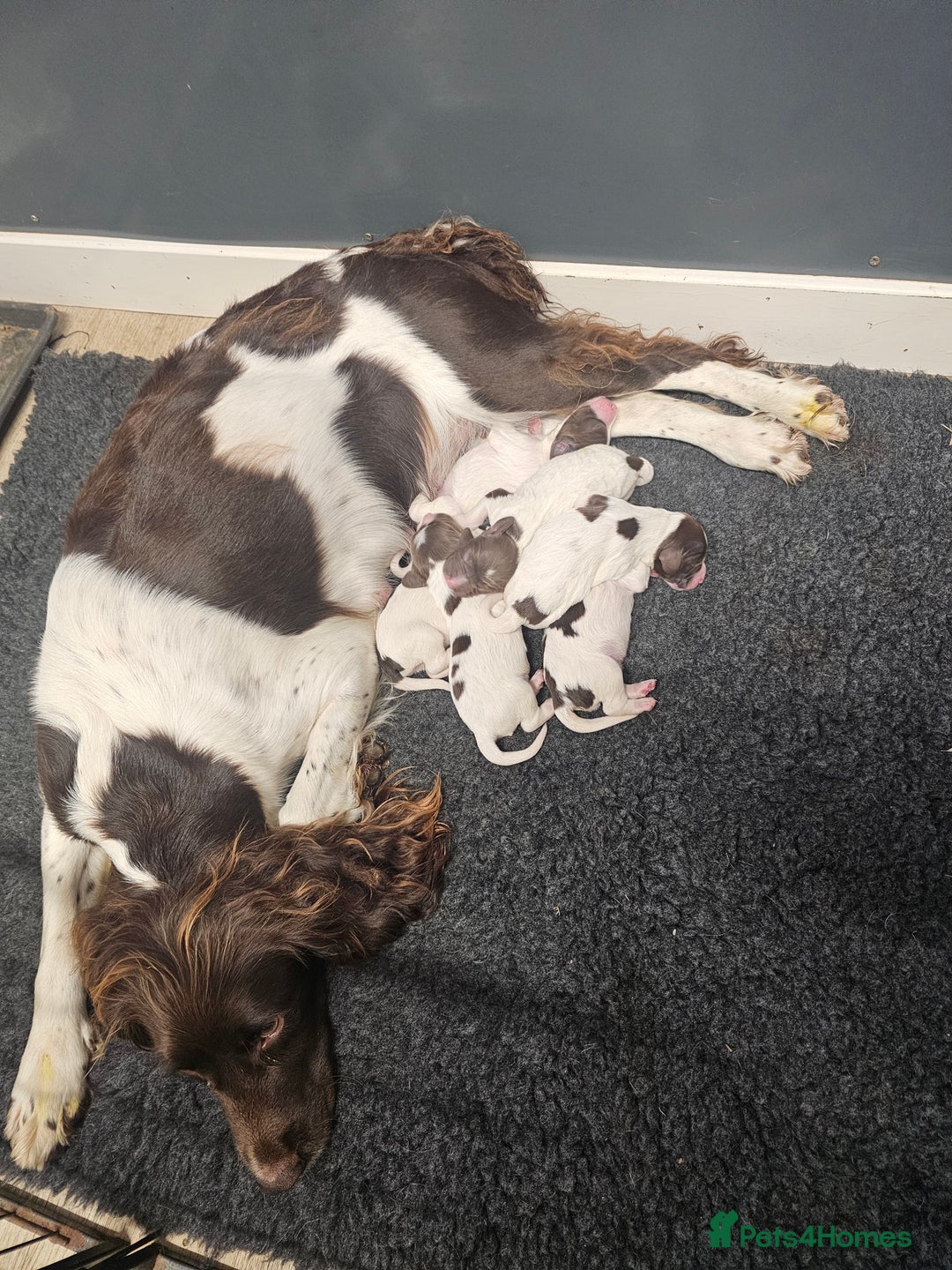 English Springer Spaniel dogs for sale: Springer spaniel pups  - Image 10