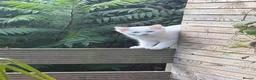 Ragdoll cats for sale: Super rare cute cuddly confident ragdoll kittens in Bexhill-on-Sea - Advert 25