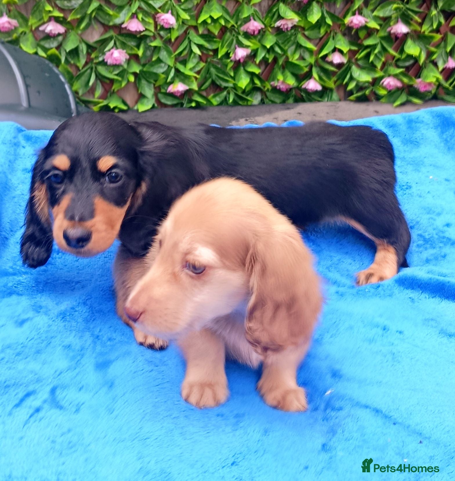 Dachshund dogs LONG HAIRED MINI PRA KC REG SHADED CREAMS  - Advert 2