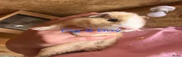 Guinea Pig rodents for sale: Guinea pig babies  in Yeovil - Advert 16