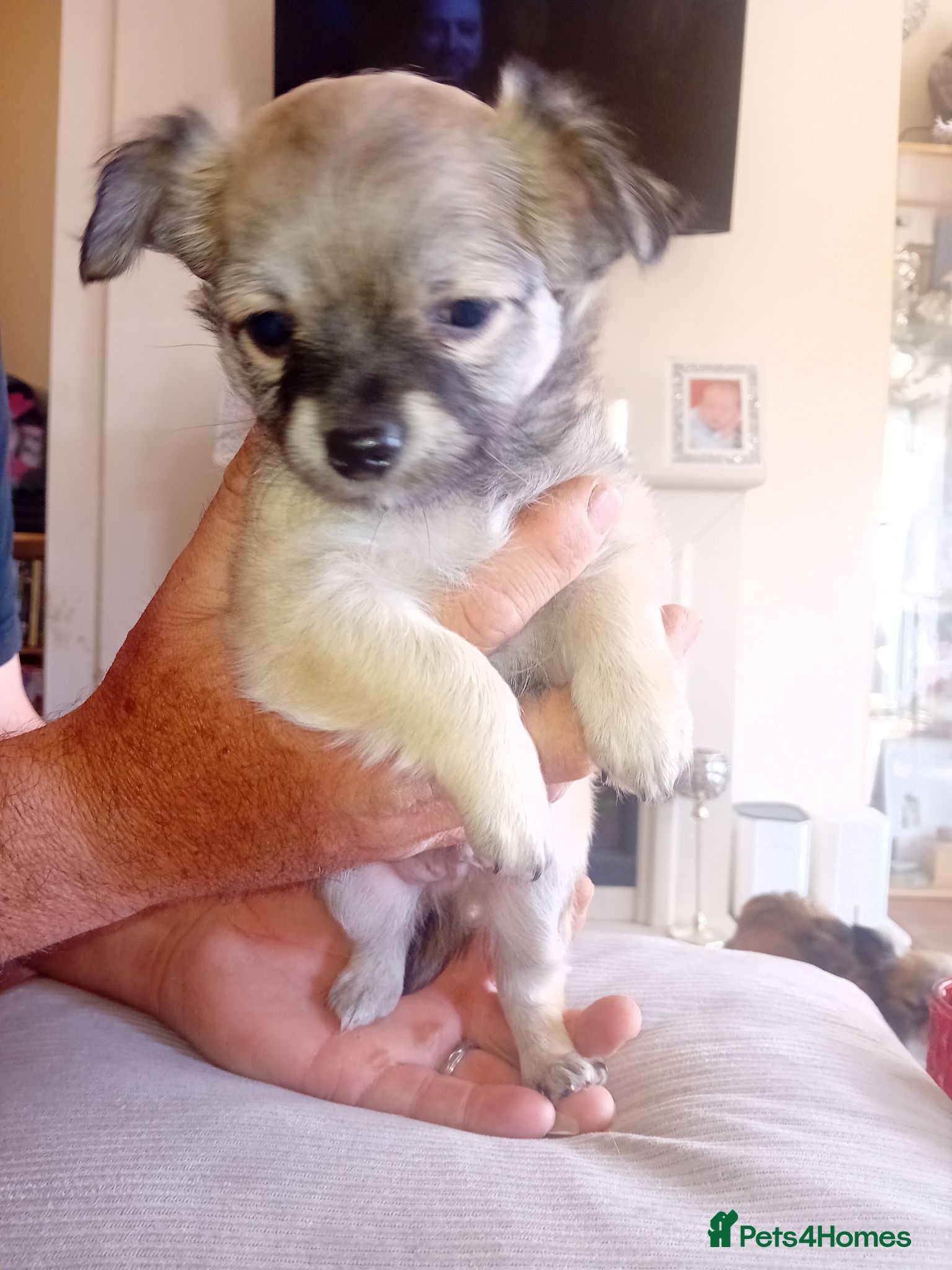 Chihuahua dogs Chihuahua puppy  - Advert 2
