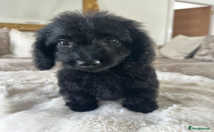 Mixed Breed dogs - Advert 6