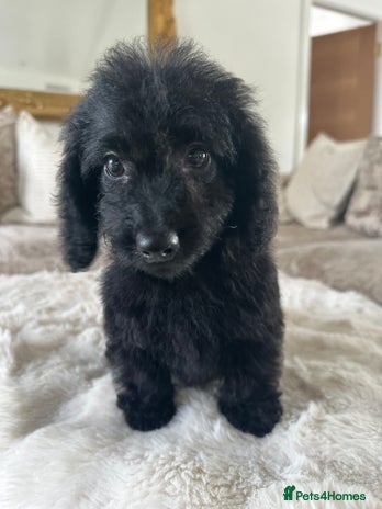 Mixed Breed dogs - Advert 1