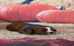 Cavalier King Charles Spaniel dogs for sale: ⭐️Kc dna, heart tested cavalier babys⭐️ - Image 7