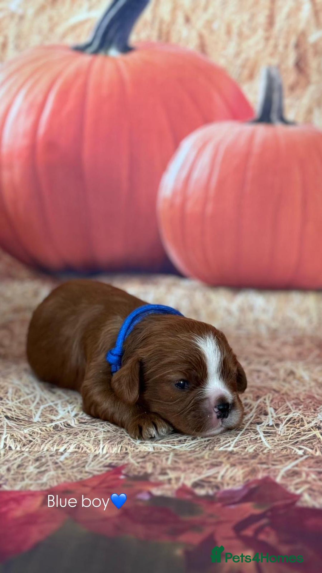 Cavalier King Charles Spaniel dogs for sale: ⭐️Kc dna, heart tested cavalier babys⭐️ - Image 7