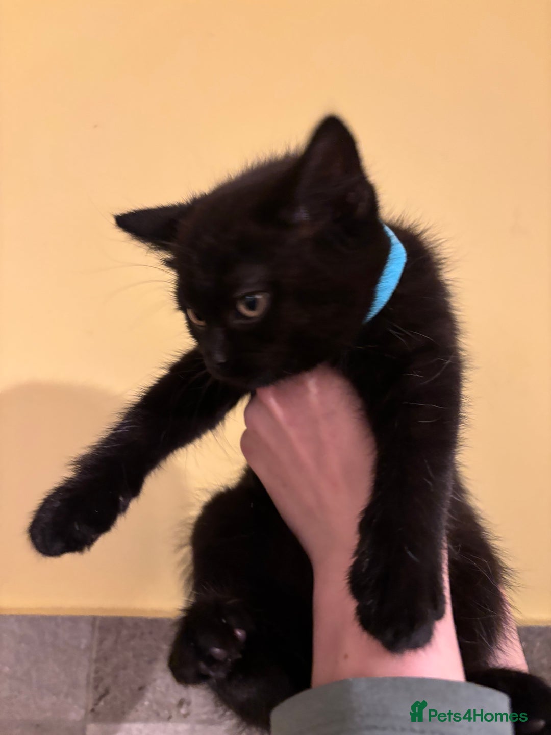 British Shorthair cats for sale: ⭐️Ready 8th Dec⭐️1 left.British Shorthair X Cross - Advert 6