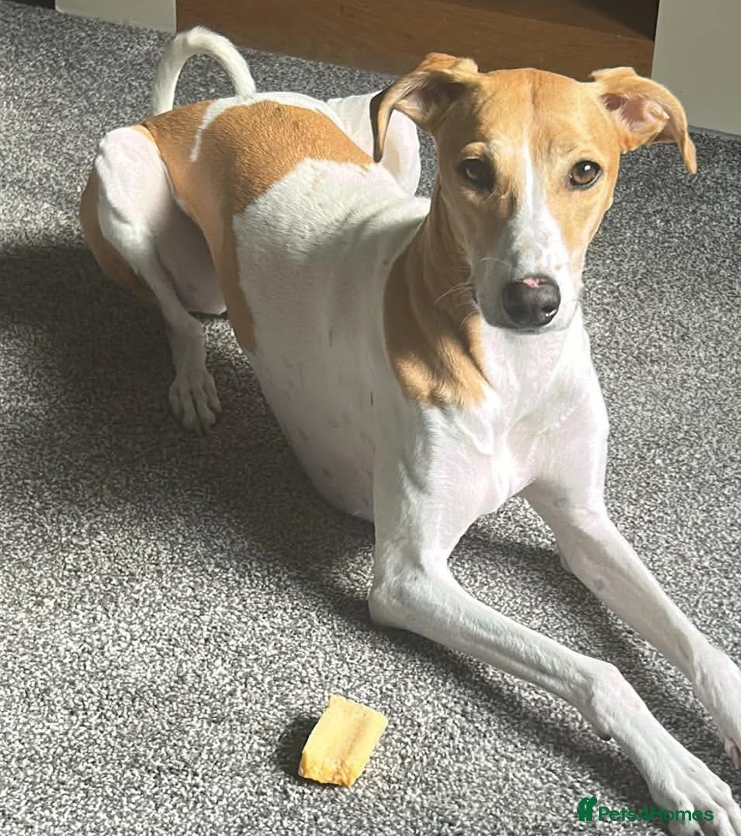 Mixed Breed dogs for adoption: Beautiful Angel wants a new loving forever home - Advert 2