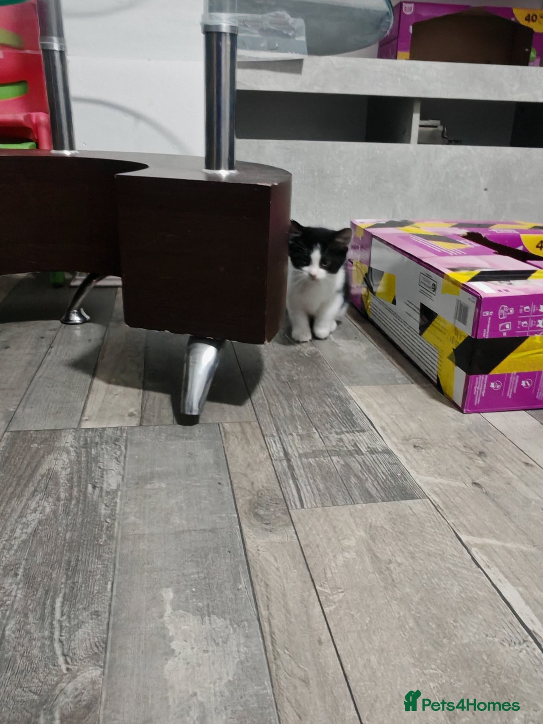 Mixed Breed cats for sale: Kittens for sale!  - Advert 13